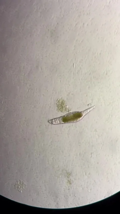 Microorganisms Viewed Under a Scientific Microscope in a Chinese Laboratory Stock Footage 338209578