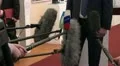 Microphones at the press-conference HD Footage