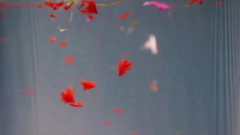 Microplastic particles fall into water, colorful bits slowly descending. En.. Stock Footage 289844059