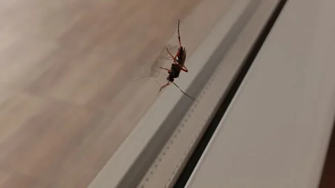 Microplitis mandibularis sits on a transparent plastic window with a close-up Stock Footage 314360007
