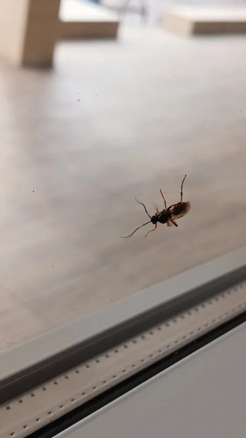 Microplitis mandibularis sits on a transparent plastic window with a close-up Stock Footage 314360032