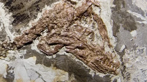 Microraptor gui, Controversial Chinese Feathered Dinosaur Stock Footage 54640982