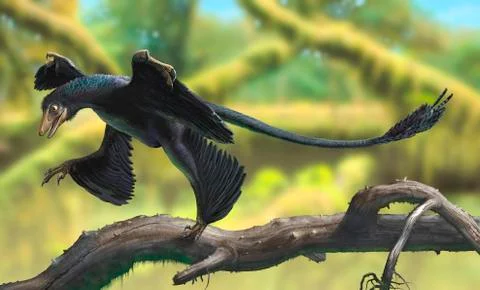 A Microraptor perched on a tree branch. Stock Illustration