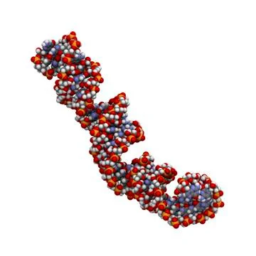 MicroRNA precursor molecule Stock Illustration