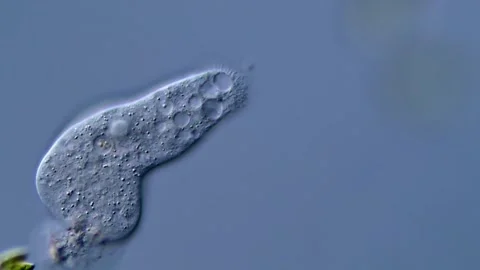 Microscope: Amoebae under microscopy view 400x magnification 库存影片 310311720