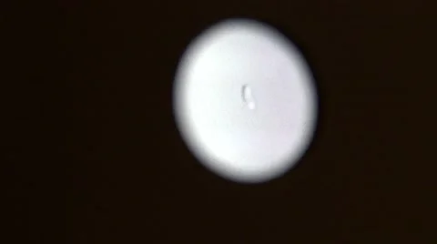 Microscope - The bacteria-eating cells Stock Footage 48710367