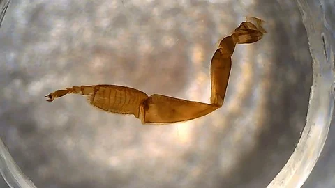 Microscope Bee Worker Leg Composite Whole Mount x250 Video stock 128299466
