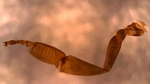 Microscope Bee Worker Leg Composite Whole Mount x400 Video stock 128299754