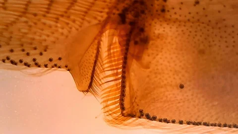 Microscope Bee Worker Leg Composite Whole Mount x1200 Focus In Video stock 128300078