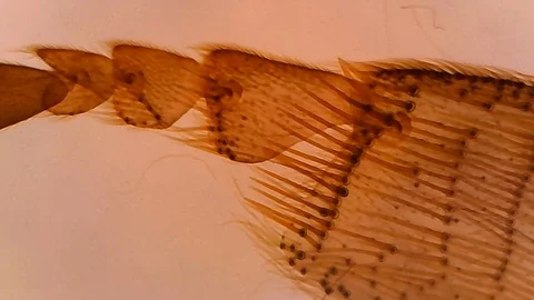 Microscope Bee Worker Leg Composite Whole Mount x1200 Moving Video stock 128300426