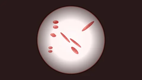 Microscope Blood Cell Division View Hematology Science Loop 4K 스톡 동영상 334584980