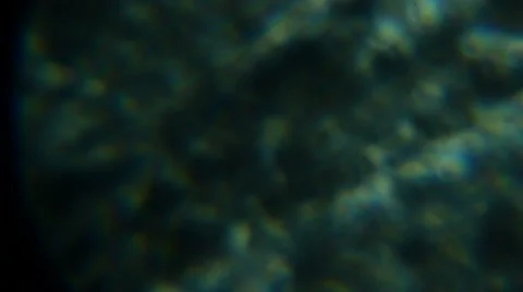 Microscope bug wing magnification Stock Footage 58982578