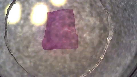 Microscope Cerebrum Mammal Section x250 to x1200 Focusing Video stock 145855821