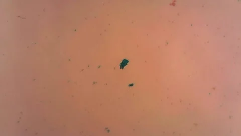 Microscope Chlamydomonas While Mount x1200 Video stock 139427823