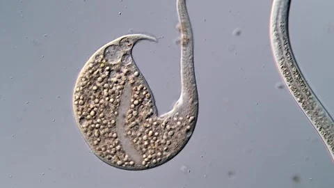 Microscope - Ciliates, nematode 400x magnification 库存影片 310376777
