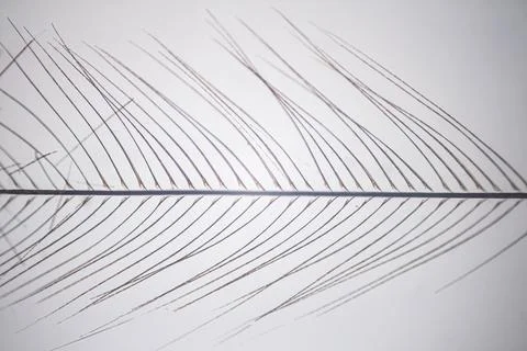 Microscope close-up of a fine feather barb with fine. Stock Photos