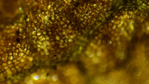 Microscope Close up of a Leaf Stock Footage 153450970