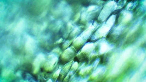 Microscope close up of Lettuce 01 Stock Footage 153450952