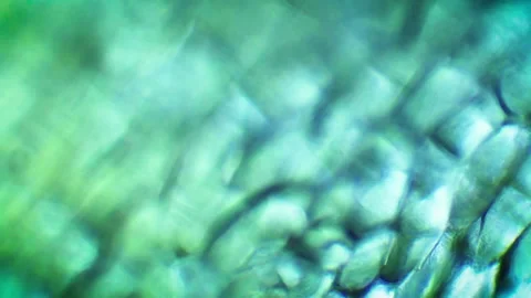 Microscope close up of Lettuce 02 Stock-Footage 153451003