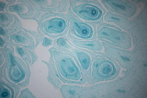 Microscope close-up of a turquoise-stained tissue. Stock Photos
