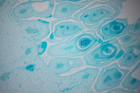 Microscope close-up of a turquoise-stained tissue. Stock Photos