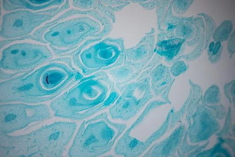 Microscope close-up of a turquoise-stained tissue. Stock Photos
