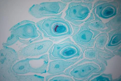 Microscope close-up of a turquoise-stained tissue. Stock Photos