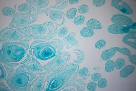 Microscope close-up of a turquoise-stained tissue. Stock Photos