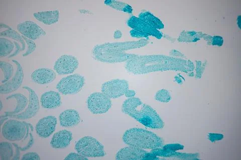 Microscope close-up of a turquoise-stained tissue. Stock Photos