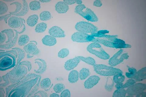 Microscope close-up of a turquoise-stained tissue. Stock Photos