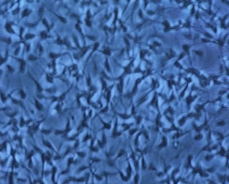 Microscope computer screen showing reactivated bovine semen - close up Видео 60422734