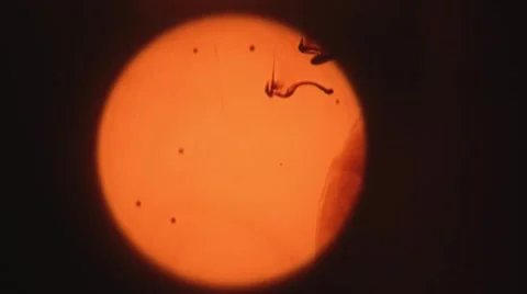 Microscope creaminess Stock Footage 44562949