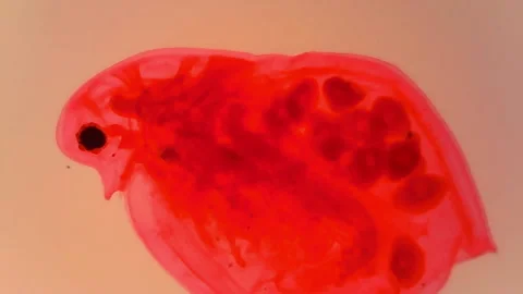 Microscope Daphnia Whole Mount x1200 Video stock 144684850