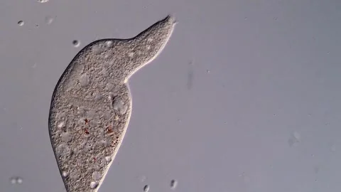 Microscope: Dileptus Ciliate Vídeos de archivo 310646048