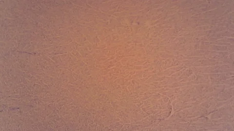 Microscope Dog Cardiac Muscle Longitudinal Section x1000 Video stock 145341512