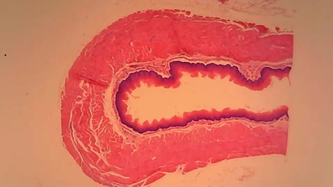 Microscope Dog Esophagus Cross Section x500 Video stock 142903234