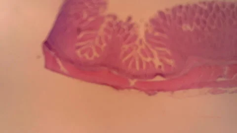Microscope Dog Jejunum Cross Section x800 Video stock 143436117