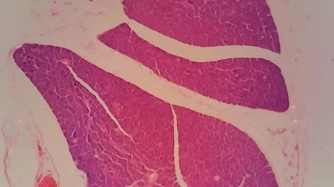 Microscope Dog Pancreas Section x1000 Video stock 144684973