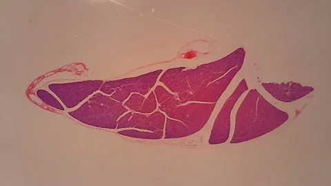 Microscope Dog Pancreas Section x500 Video stock 139427824