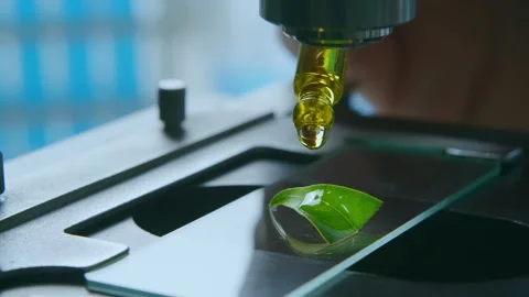 Microscope Dropper Dispensing Yellow Oil Onto a Green Leaf in a Laboratory 库存影片 331110571