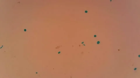 Microscope Euglena Whole Mount x1200 Video stock 145341605