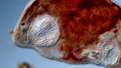 Microscope, Flatworm in pond water Vidéo 310653874