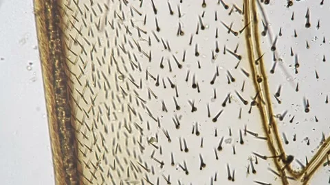 Microscope footage of hairy honeybee wing under 200x on bright field filmed in Stock Footage 211826486