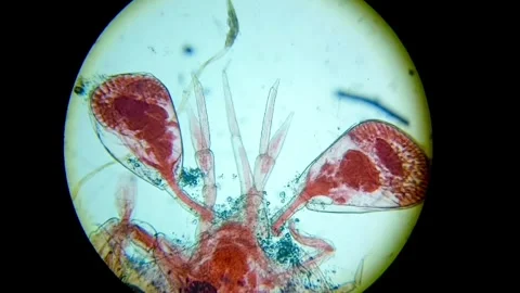 Microscope Footage of Zooplankton Fixed on Slide. 4K Close‑Up View Stock Footage 313807873