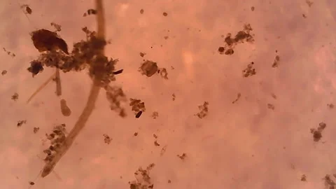 Microscope Freshwater Pond Algae and Plankton Paramecium 600x Stock Footage 132458303