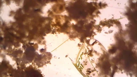 Microscope Freshwater Pond Algae and Plankton Paramecium 800x Stock Footage 132458312