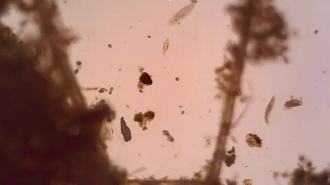 Microscope Freshwater Pond Algae and Plankton Paramecium 1200x Stock Footage 139880178