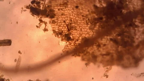 Microscope Freshwater Pond Algae Cells and Plankton Paramecium 1000x Stock Footage 143436362