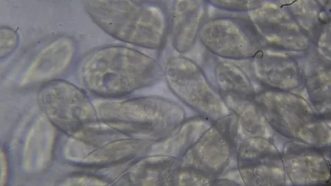 Microscope image footage of protozoa microorganisms in water Stock Footage 76812403