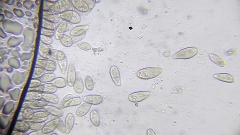 Microscope image footage of protozoa microorganisms in water Stock Footage 76812883
